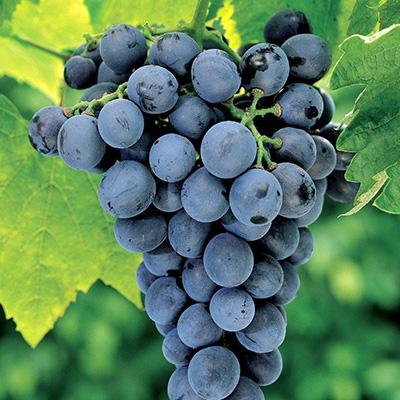 Grappolo-di-Moscato-dAmburgo.jpg